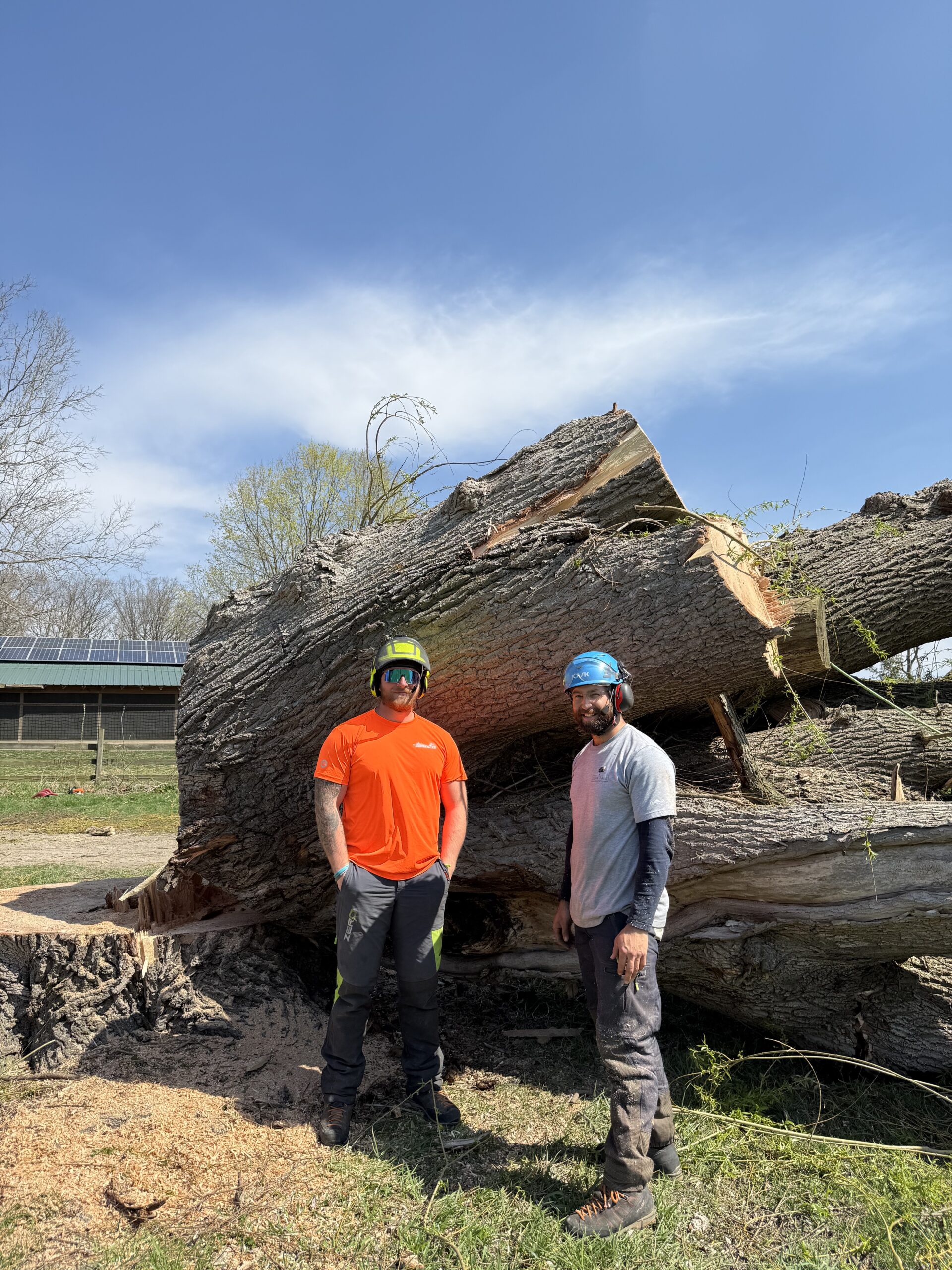 Team tree removal